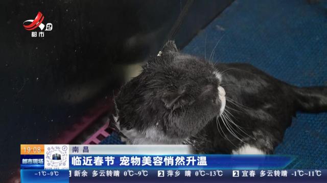 南昌：临近春节 宠物美容悄然升温