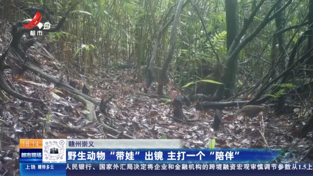 赣州崇义：野生动物“带娃”出镜 主打一个“陪伴”