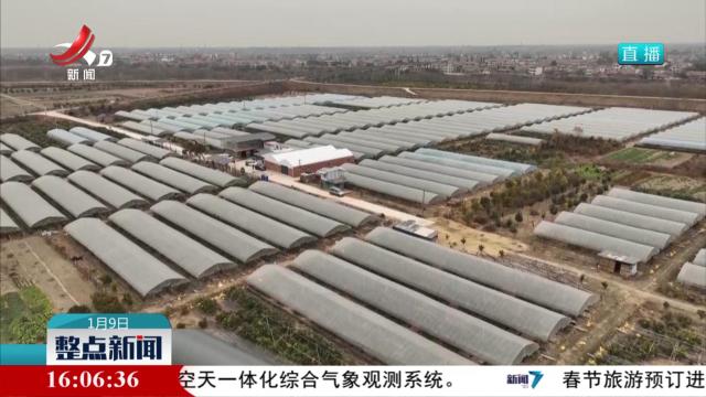 各地应对冷空气影响 全力保障农作物越冬