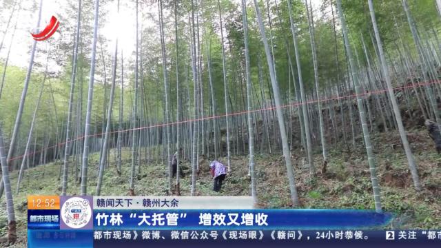 【赣闻天下】赣州大余：竹林“大托管” 增效又增收