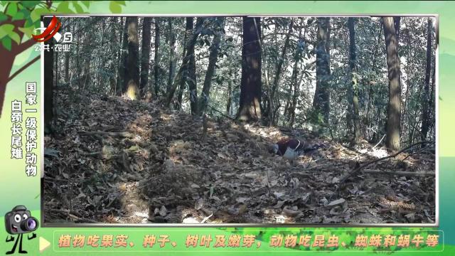 绿野秘踪20250121