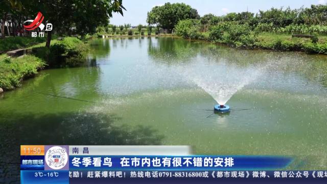 南昌：冬季看鸟 在市内也有很不错的安排