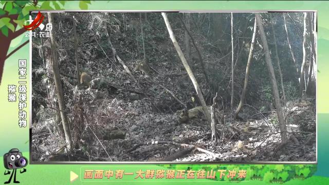 绿野秘踪20250122