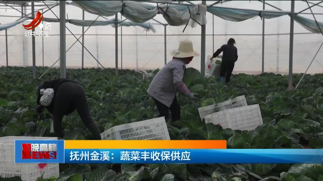 抚州金溪：蔬菜丰收保供应