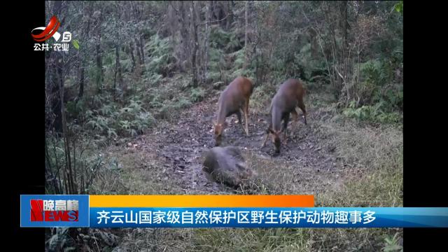 齐云山国家级自然保护区野生保护动物趣事多