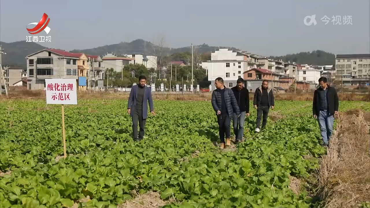 养地破局 红土壤变“金”粮仓