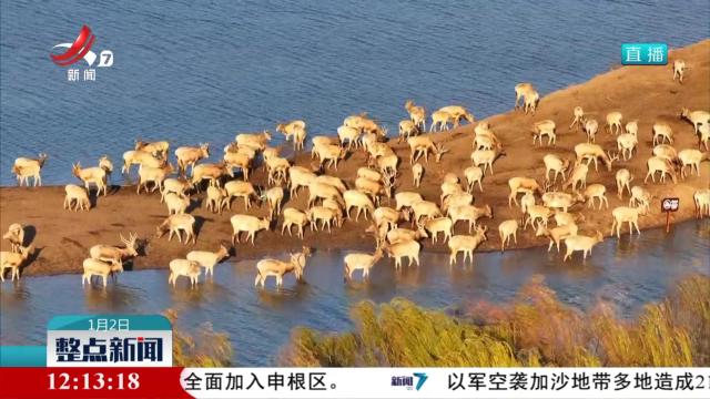 江苏大丰麋鹿国家级自然保护区麋鹿种群数量增至8200多头