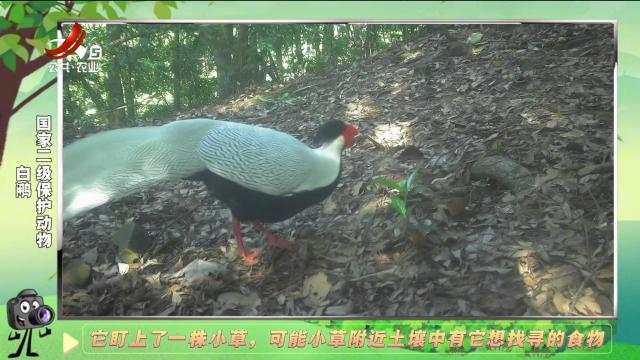 绿野秘踪20250106