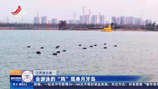江苏连云港：会游泳的“鸡”现身月牙岛