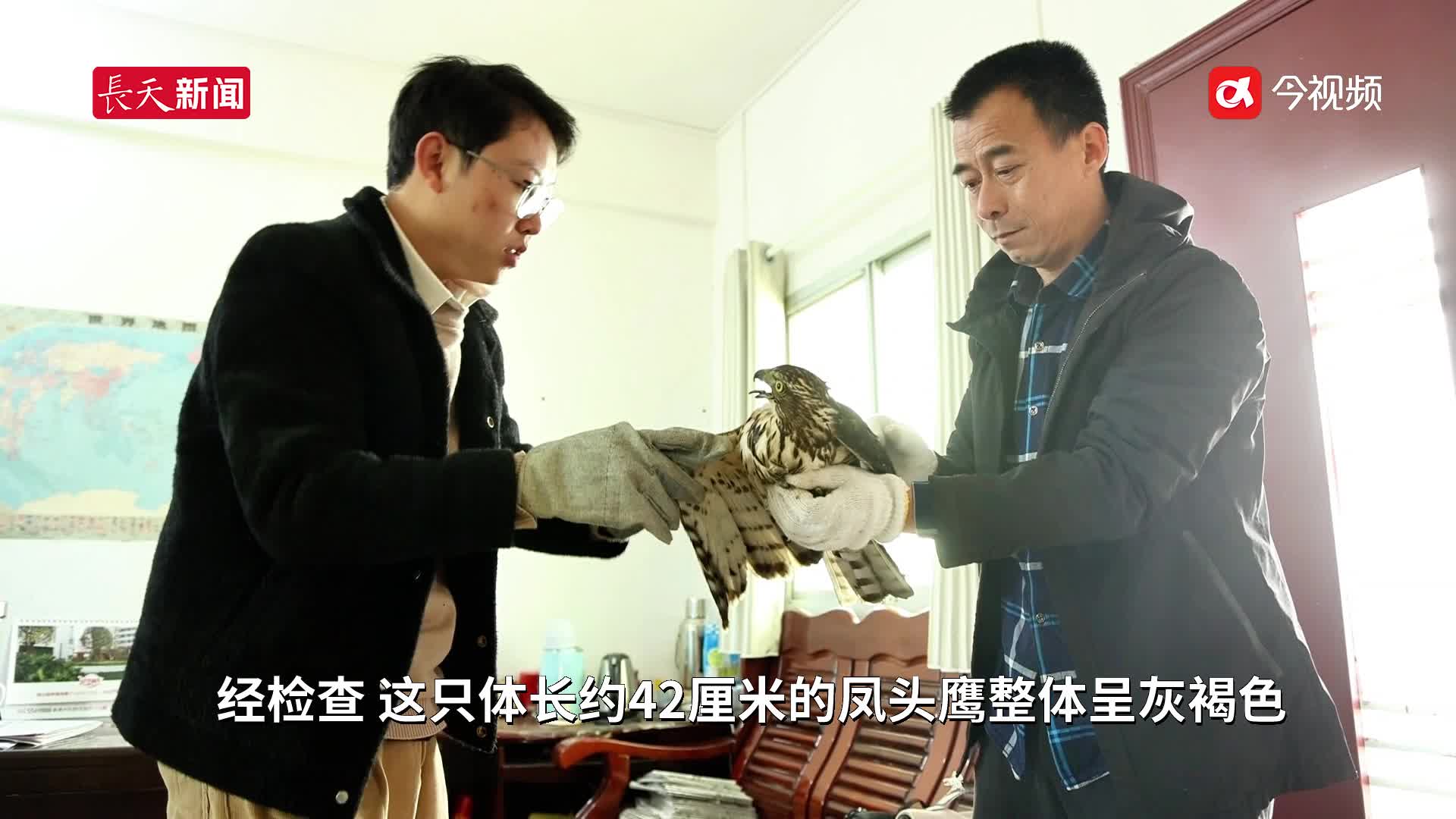吉安泰和：救助一只国家二级保护动物凤头鹰