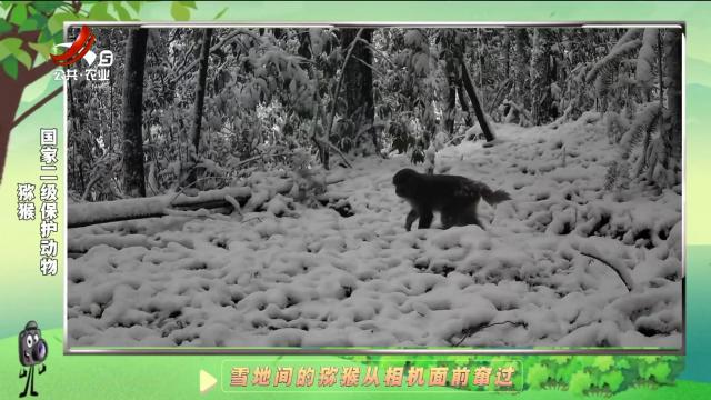 绿野秘踪20250124