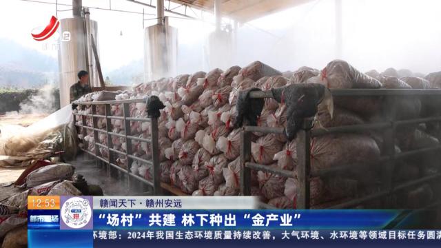 【赣闻天下】赣州安远：“场村”共建 林下种出“金产业”