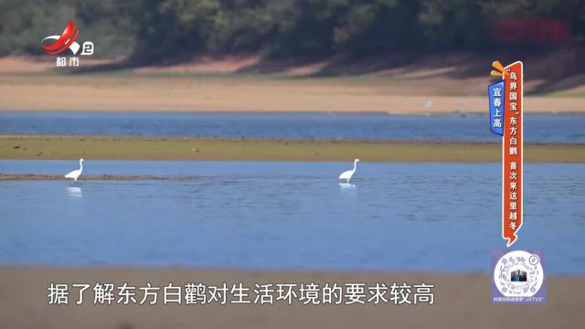 宜春上高：“鸟界国宝”东方白鹳 首次来这里越冬