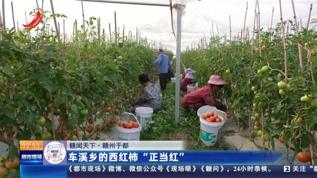 【赣闻天下】赣州于都：车溪乡的西红柿“正当红”