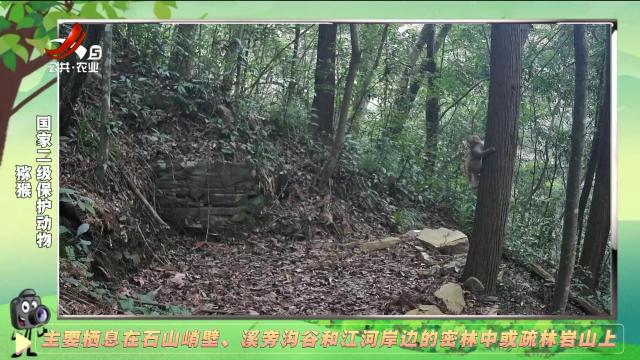 绿野秘踪20250123
