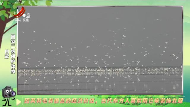 绿野秘踪20250114