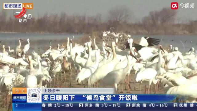 上饶余干：冬日暖阳下 “候鸟食堂”开饭啦