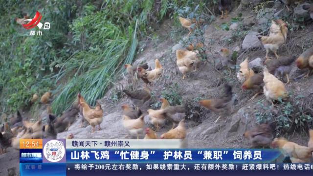 【赣闻天下】赣州崇义：山林飞鸡“忙健身” 护林员“兼职”饲养员