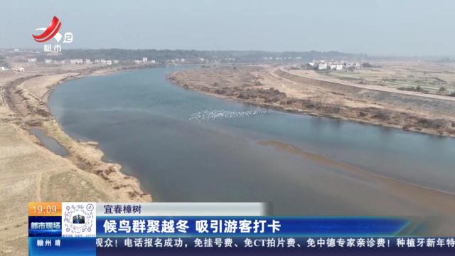宜春樟树：候鸟群聚越冬 吸引游客打卡