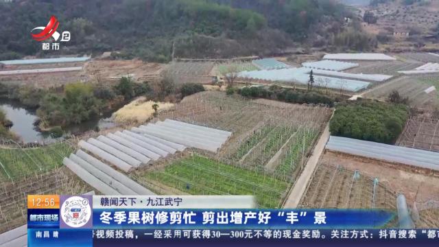 【赣闻天下】九江武宁：冬季果树修剪忙 剪出增产好“丰”景