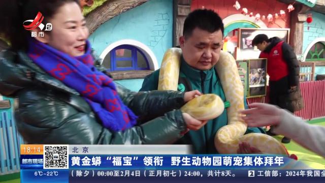 北京：黄金蟒“福宝”领衔 野生动物园萌宠集体拜年
