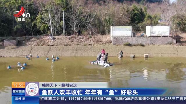 【赣闻天下】赣州安远：鱼跃人欢丰收忙 年年有“鱼”好彩头