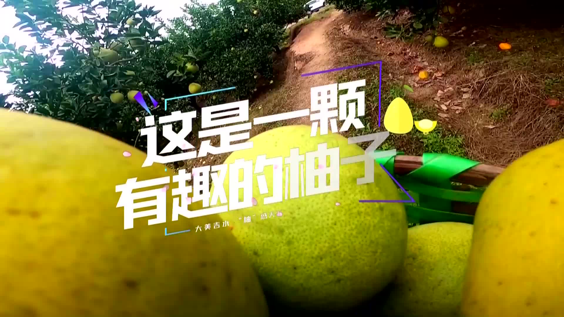 20241104《江西有好物》吉水蜜柚节+赣南大余板鸭