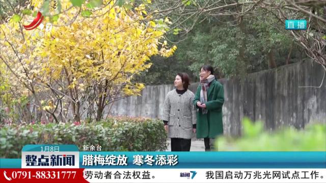 腊梅绽放 寒冬添彩