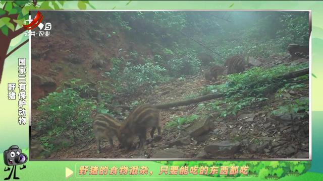 绿野秘踪20250101