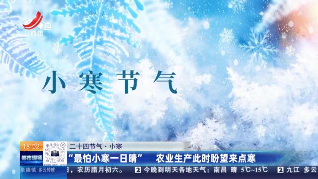 【二十四节气·小寒】“最怕小寒一日晴” 农业生产此时盼望来点寒