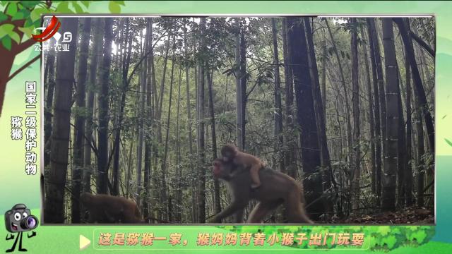 绿野秘踪20250127