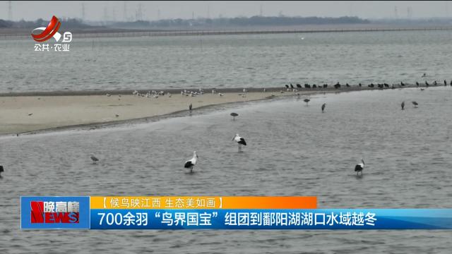 【候鸟映江西 生态美如画】700余羽“鸟界国宝”组团到鄱阳湖湖口水域越冬