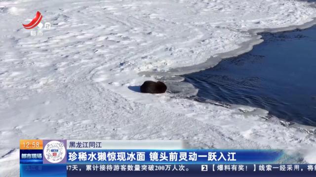 黑龙江同江：珍稀水獭惊现冰面 镜头前灵动一跃入江