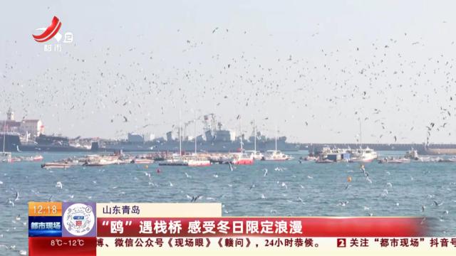 山东青岛：“鸥”遇栈桥 感受冬日限定浪漫