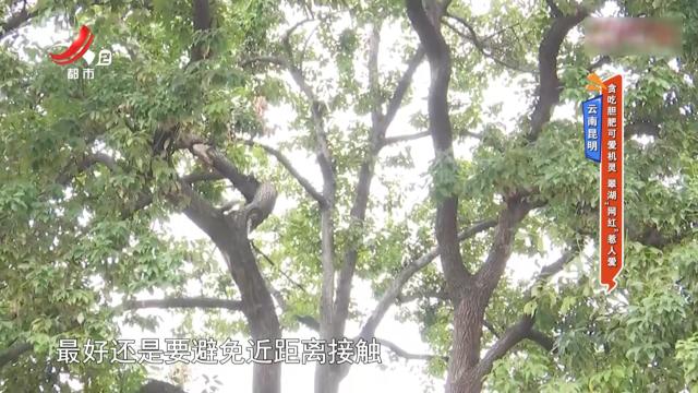 云南昆明——贪吃胆肥可爱机灵 翠湖“网红”惹人爱