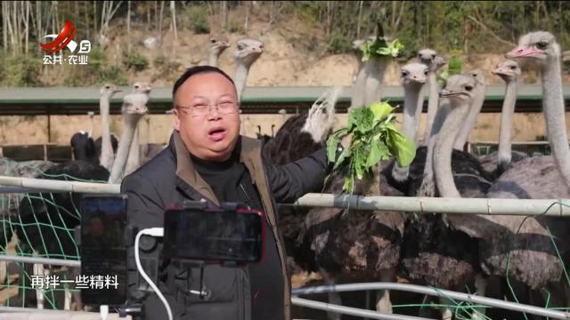 抚州广昌：电商来帮忙 “鸵”起致富梦