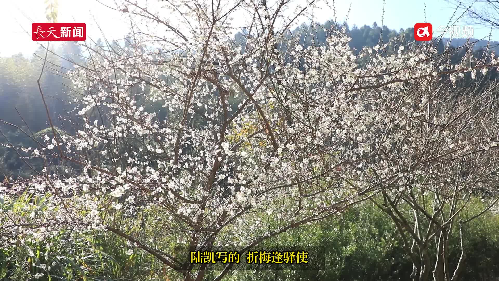 赣州大余:梅花初绽放 游客闻香来