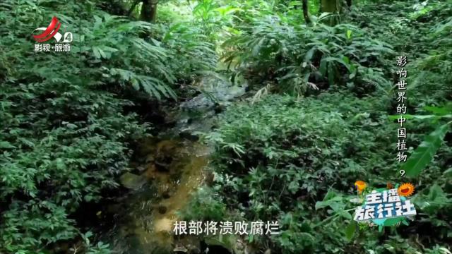 主播旅行社20250131 影响世界的中国植物9