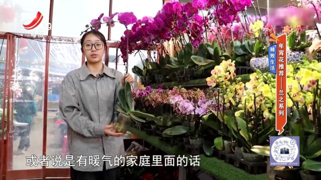 精致生活：年宵花推荐——兰之系列