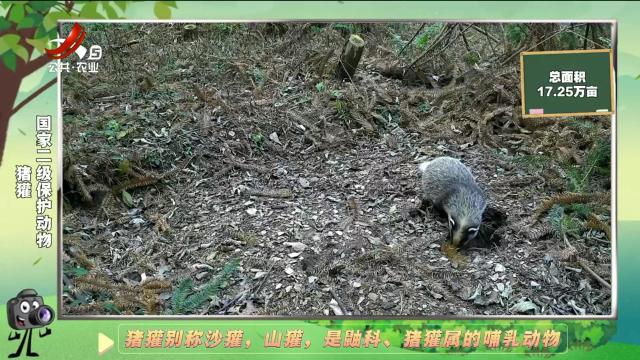 绿野秘踪20250105