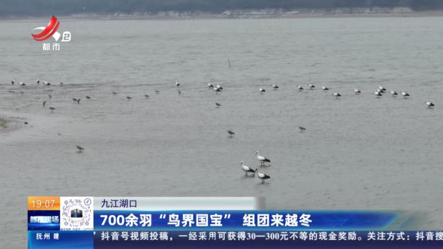 九江湖口：700余羽“鸟界国宝” 组团来越冬