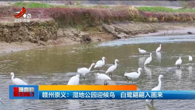 赣州崇义：湿地公园迎候鸟 白鹭翩翩入画来