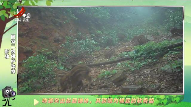 绿野秘踪20250112