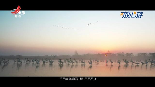 都市放心游·玩达人vlog：去大草原的湖边 看候鸟飞回来