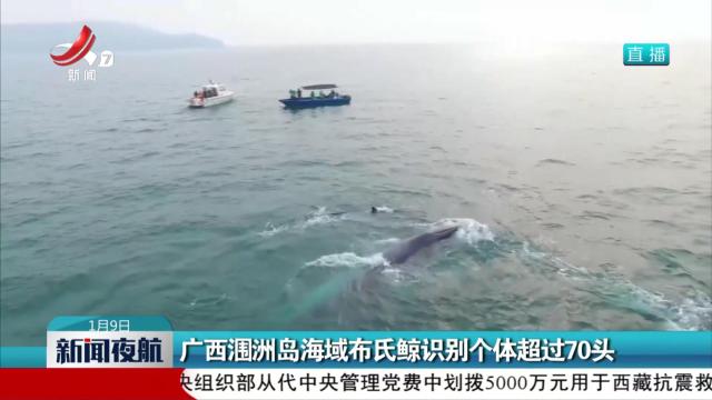 广西涠洲岛海域布氏鲸识别个体超过70头