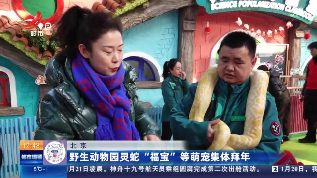 北京：野生动物园灵蛇“福宝” 等萌宠集体拜年