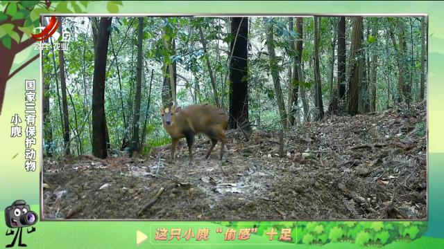 绿野秘踪20250102