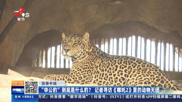 宜春丰城：“申公豹”到底是什么豹？ 记者寻访《哪吒2》里的动物天团
