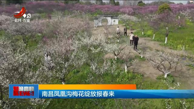 南昌凤凰沟梅花绽放报春来