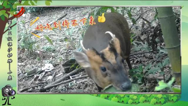 绿野秘踪20250218